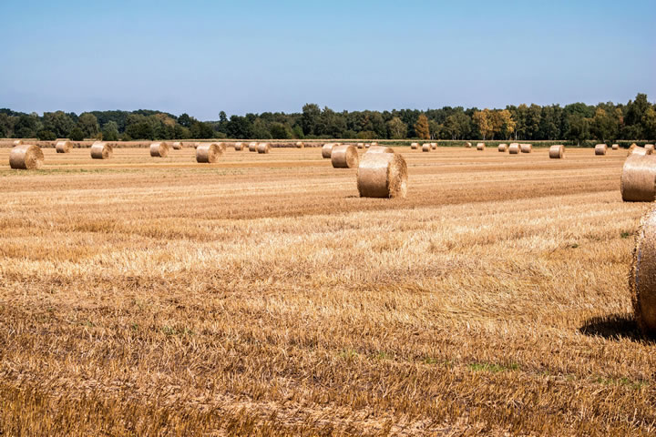 plant sky hay bale field farm wheat prairie summer food harvest crop pasture soil blue agriculture plain stubble grassland straw cereals mow hay bales cattle feed round bales arable straw bales rural are
